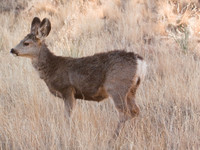 Deer Book 12_IMG_7858