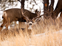 Deer Book 4_MG_0860