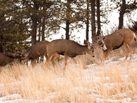 Deer Book 5_MG_0870