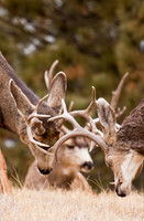Deer Book 8-2_MG_1622
