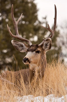 Deer Book 7-1_MG_0826