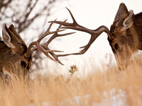 Deer Book 6_MG_0898