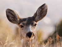 Deer Book 9_IMG_7833