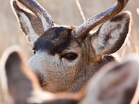 Deer Book 10_IMG_7820