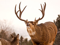 Deer Book 16_IMG_8067