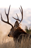 Deer Book 7-2_IMG_7836