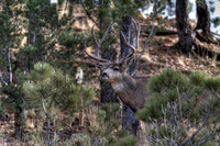 _MG_0938_tonemapped