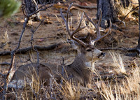 Deer 1-21-2012