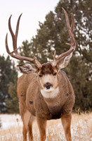 Deer Book 8-1_IMG_8082