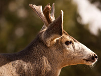 Deer Book 14_IMG_7938