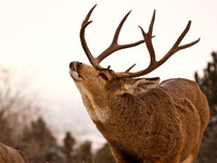 Deer Book 15_IMG_8065