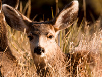Deer Book 11_IMG_7809