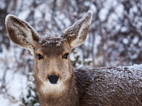 Deer Book 1_MG_1706