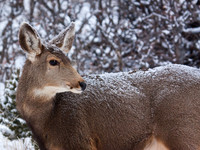 Deer Book 2_MG_1704