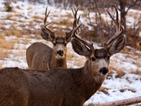 Mule Deer Book