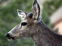 Mule Deer Book