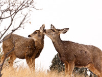 Deer Book 3_MG_1071